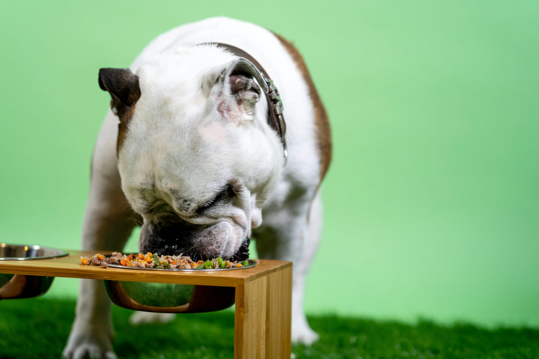 Dog Food Guide 2025 : Tout Savoir sur l'Alimentation Canine en France