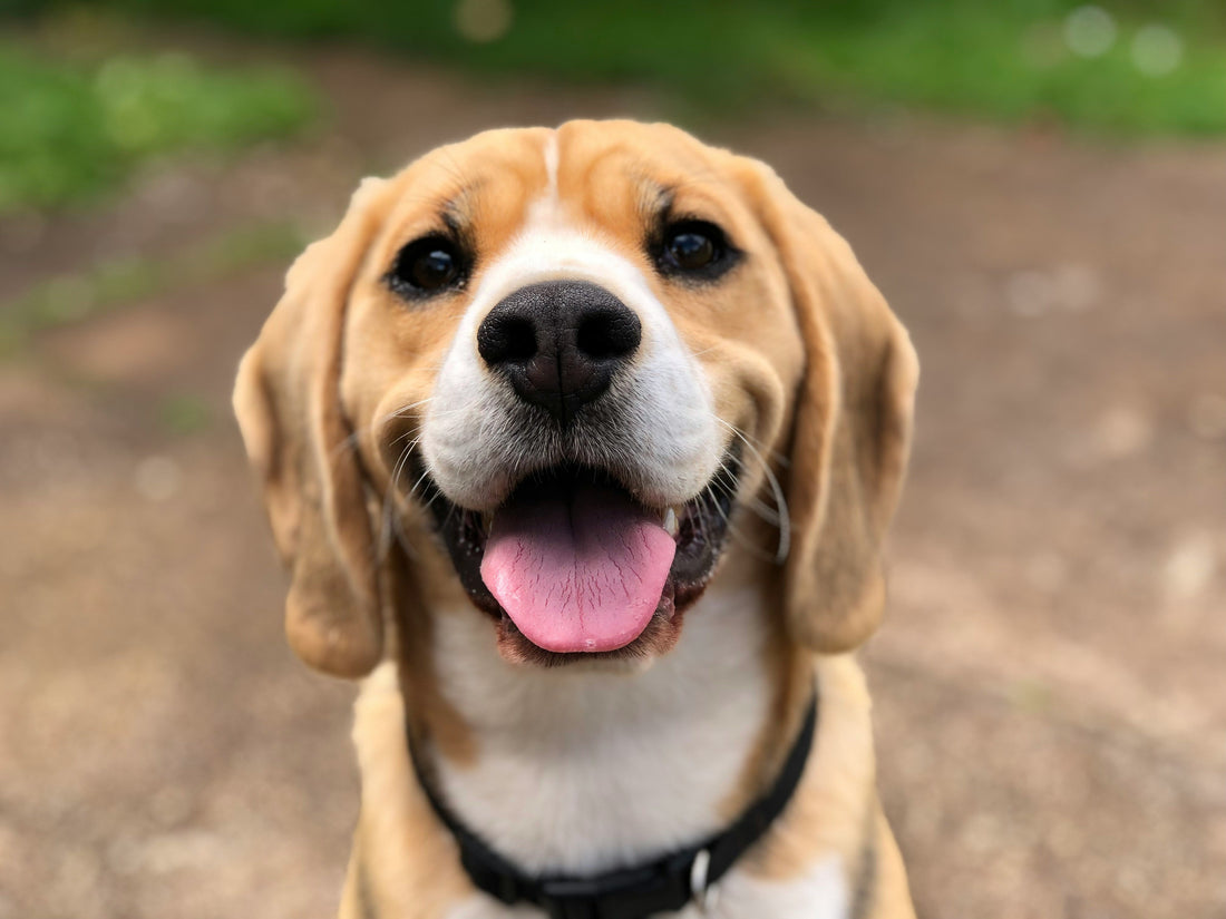 Température du Chien : Guide pour Propriétaires Responsables