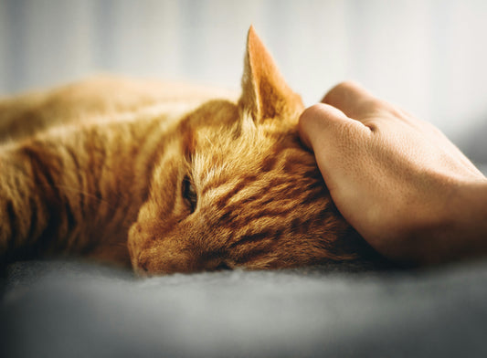 Chat qui Maigrit mais Mange : 7 Causes et Solutions Vétérinaires