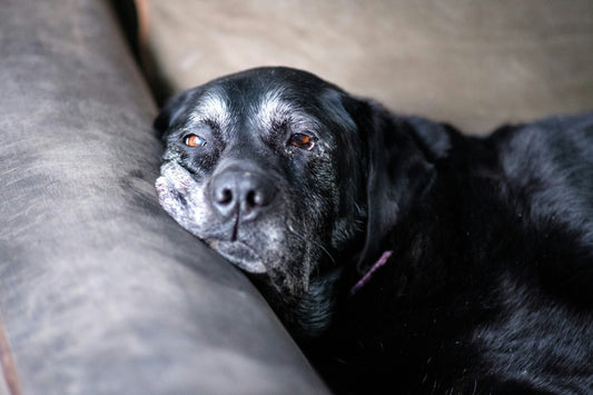 Chien Âgé : Pourquoi la Mousse Mémoire Améliore sa Qualité de Vie