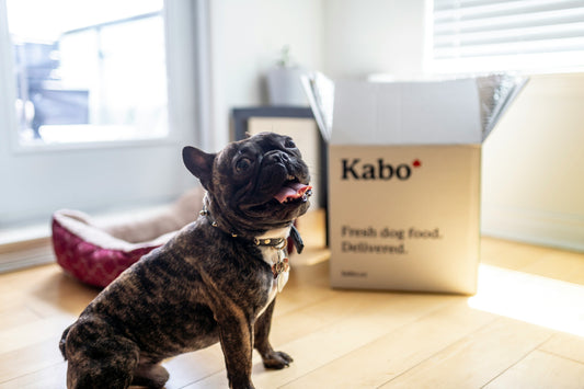 Panier Idéal pour Bouledogue Français : Respirabilité et Soutien Orthopédique