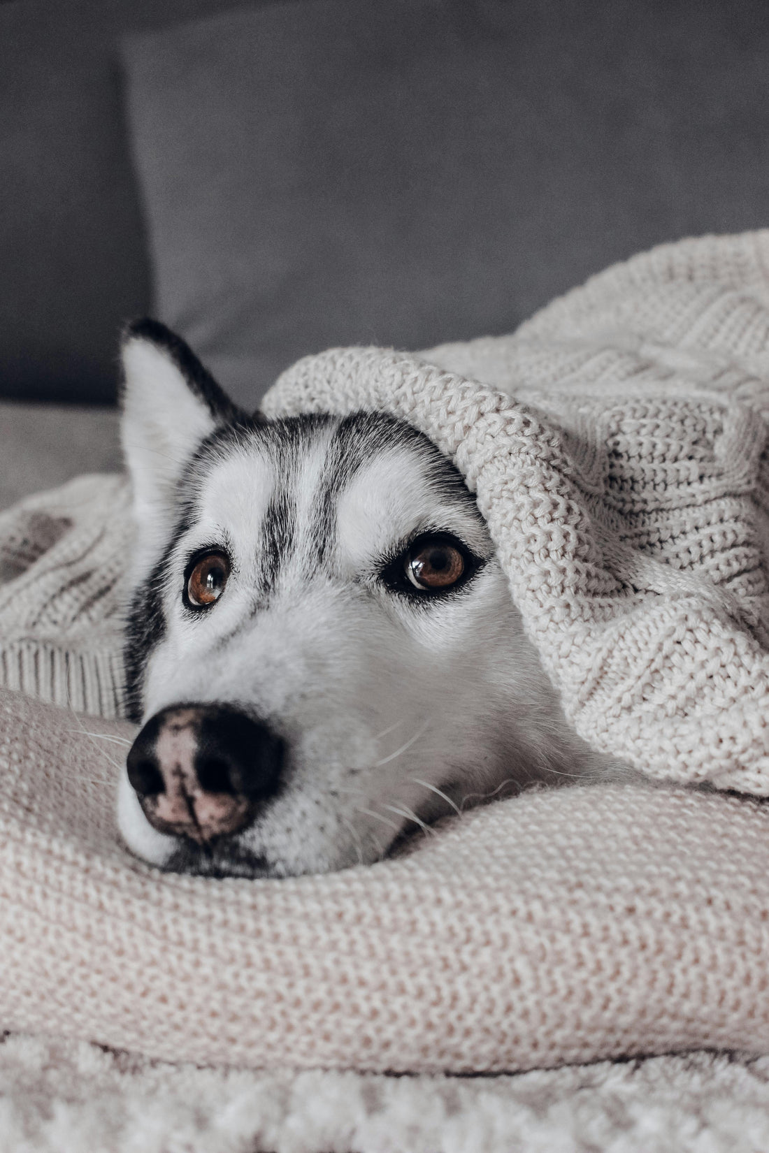 Comment Faire Dormir Mon Chien Toute la Nuit ?