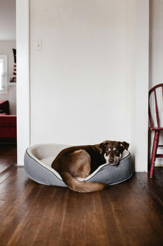 Pourquoi Mon Chien Préfère-t-il Dormir au Sol ?