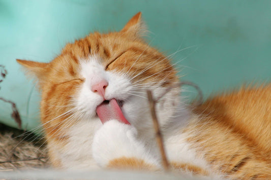 10 signes à surveiller pour détecter la souffrance chez votre chat