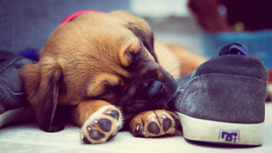 Faire vomir un chien en toute sécurité : méthodes et précautions