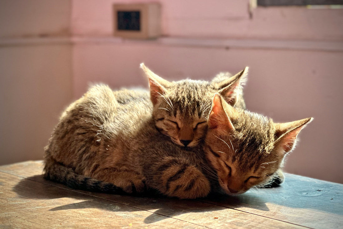 Chaleurs du Chat : Guide pour Propriétaires Responsables