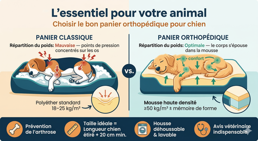 Panier orthopédique chien : 7 critères pour ne pas se faire avoir