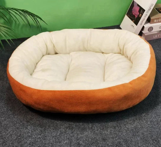 Chirurgie Orthopédique Chat 