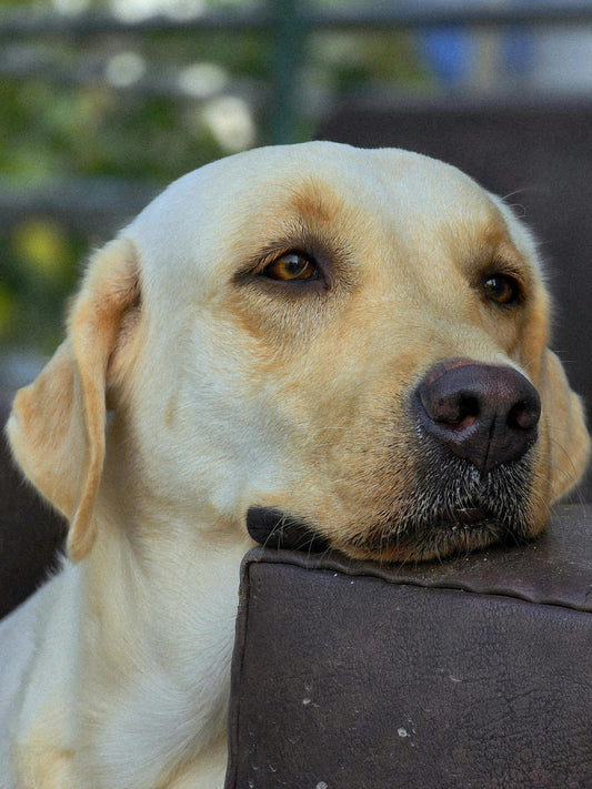 Eczéma du Chien : Remèdes Naturels et Solutions de Grand-Mère Validés par la Science