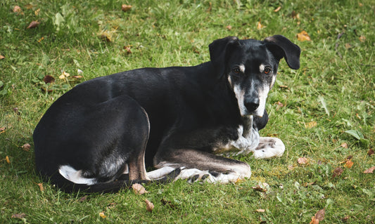 Flatulences du chien : remèdes de grand-mère qui fonctionnent vraiment