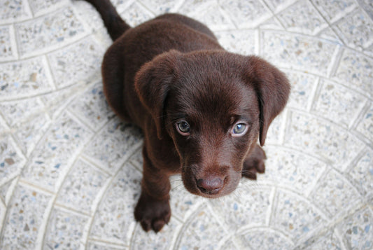 Le Guide pour Choisir le Lit Idéal pour Votre Chiot de 0 à 12 mois