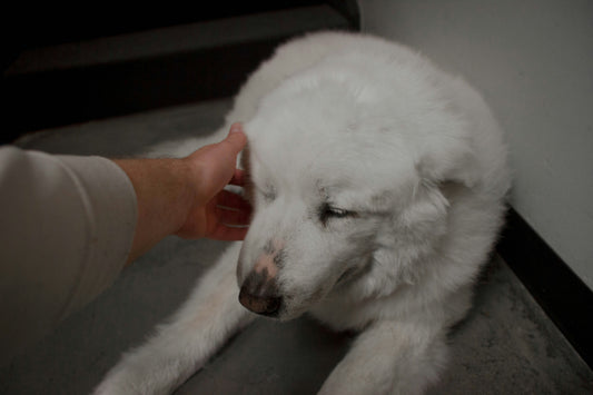 Dysplasie de la hanche chez le chien : 5 conseils pour améliorer sa qualité de vie