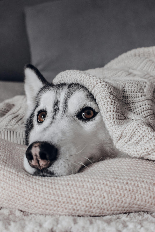 Comment Faire Dormir Mon Chien Toute la Nuit ?