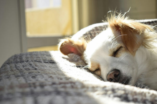 Rappel de vaccin chez le chien : délais et conseils