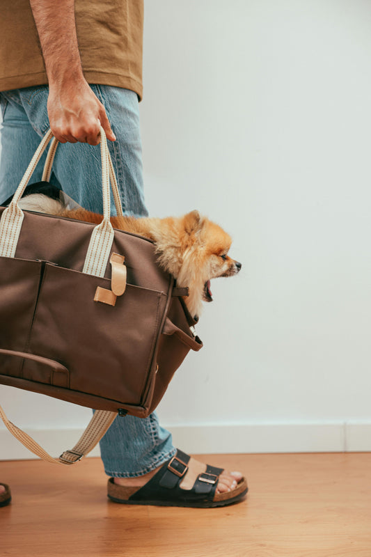 Sac à dos chien 10kg : Le Guide pour Randonner sans se Briser le Dos (Comparatif)