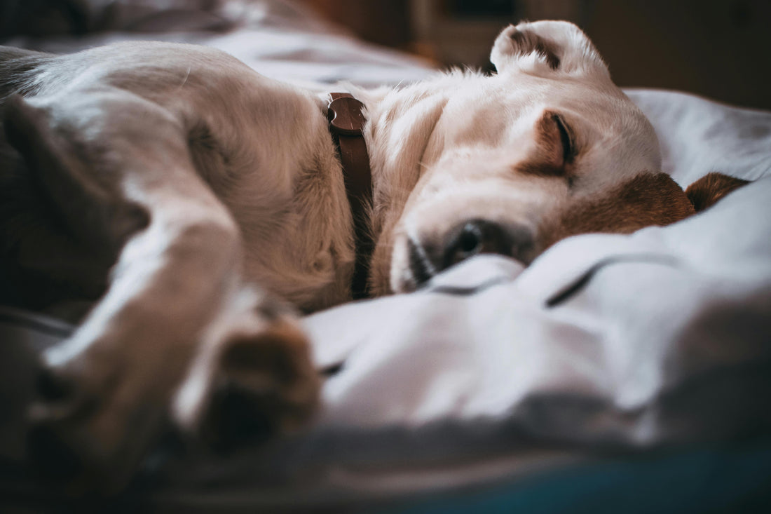Comment nettoyer un lit orthopédique pour chien ?