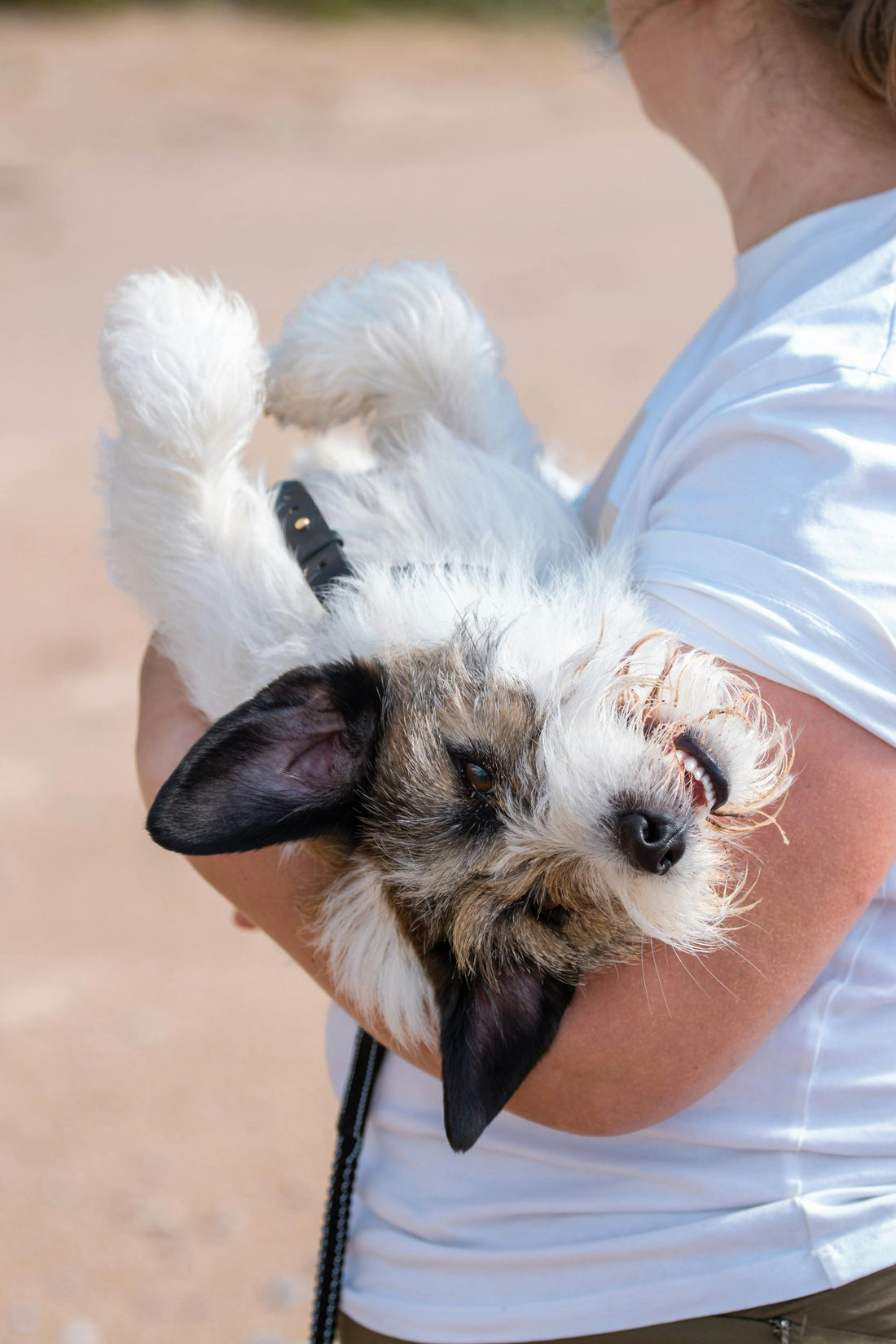 Meilleur Produit Arthrose Chien (2026) : Le Comparatif Validé par Vétérinaire