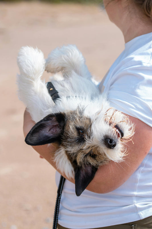 Meilleur Produit Arthrose Chien (2026) : Le Comparatif Validé par Vétérinaire