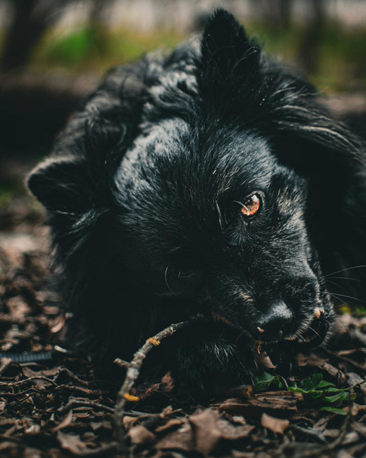 Comprendre et Identifier les Signes qu'un Chien est Malheureux