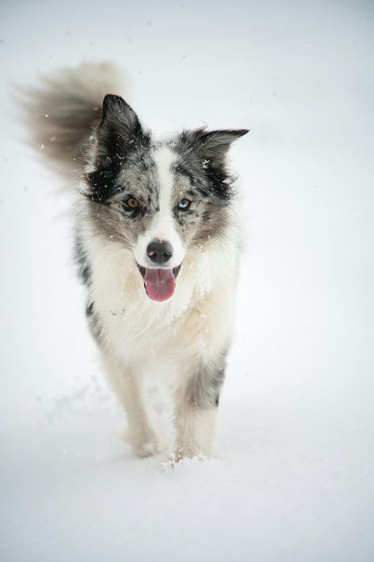 L'hypothermie chez le chien : Guide complet pour reconnaître et agir rapidement