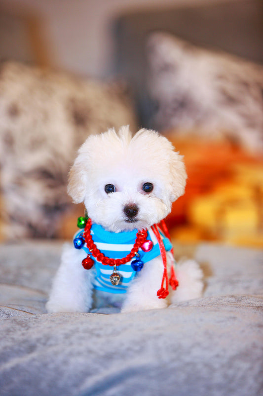 Mon chiot ne veut pas dormir : Le Guide de Survie pour des Nuits (enfin) Paisibles