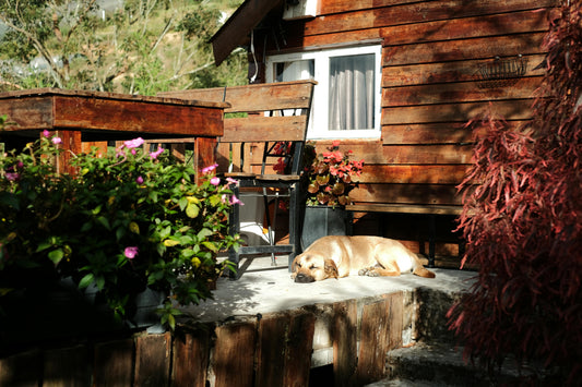 Les Chiens Sont-ils à l'Aise en Dormant sur le Sol ?