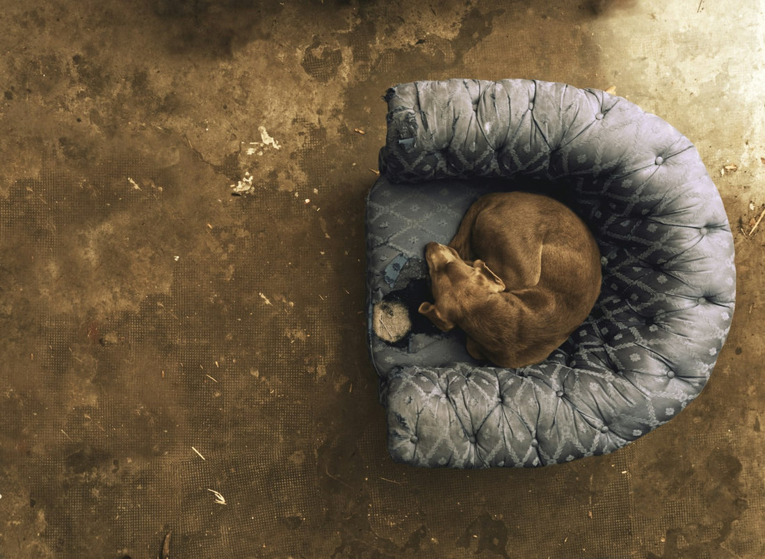 Chien marron allongé dans un panier rond gris et noir résistant
