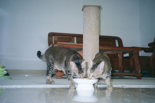 Comprendre l'Appétence et le Goût chez le Chien et le Chat