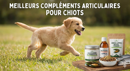 Meilleurs Compléments Articulaires pour Chiots en Croissance : Le Guide 2026 (Avis Expert)