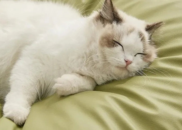 White cat with brown patches sleeping on a Cooling Cushion