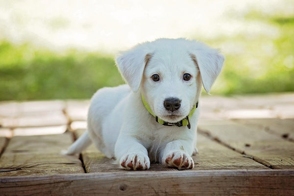 Probiotique Flore Intestinale Naturel Chien