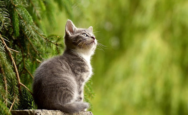 GimCat Pâte Multi-Vitamin Chat 200g