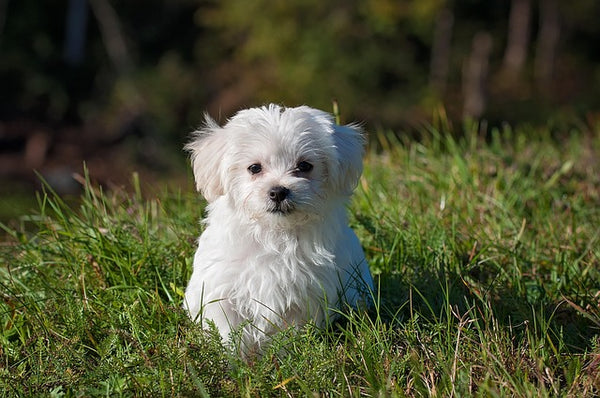 ReaVET Senior Complete Poudre Chien 250g